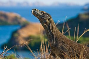 Pulau Komodo