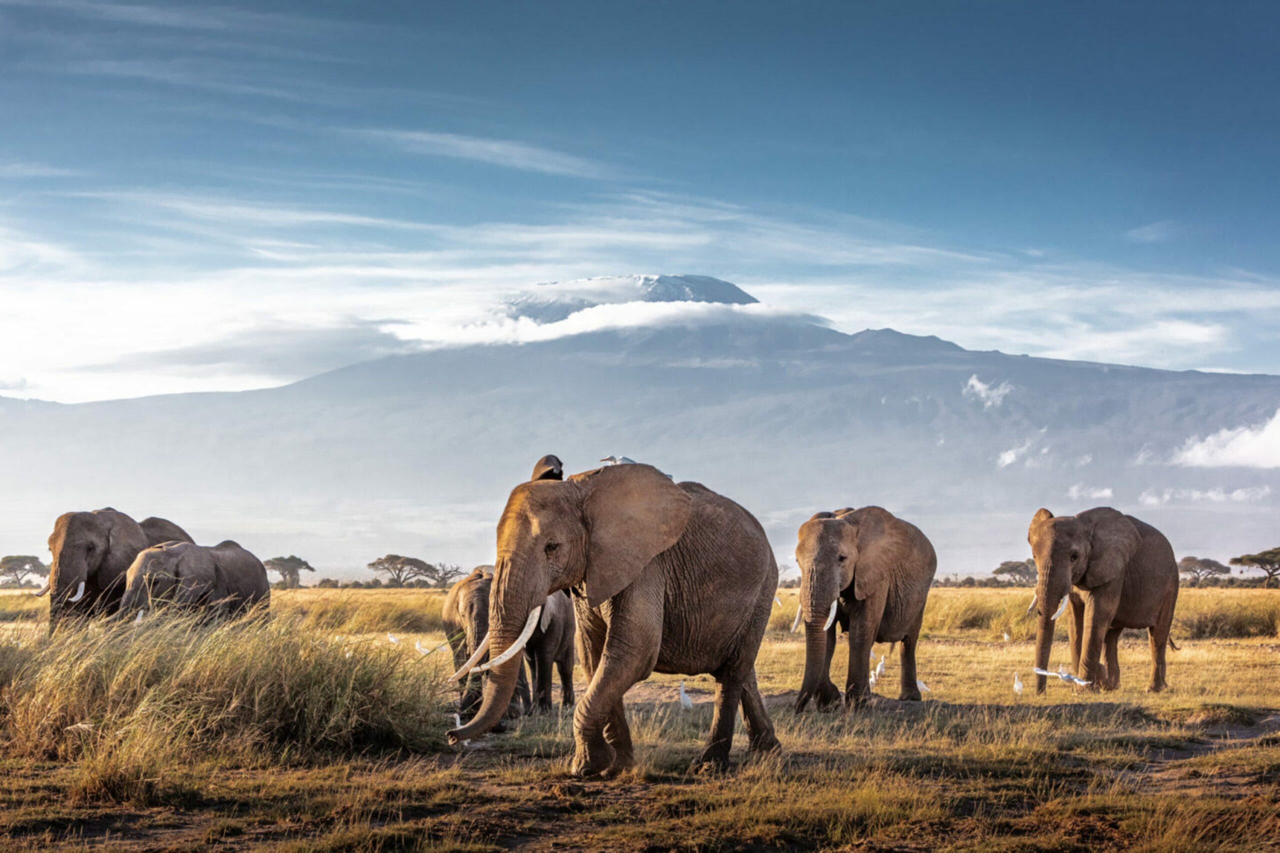 Taman Nasional Kenya